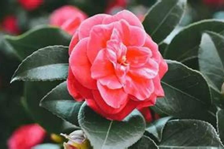 养的花一般用什么肥料？