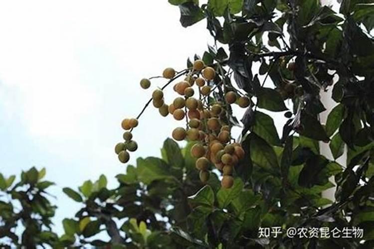 土秀才是什么意思