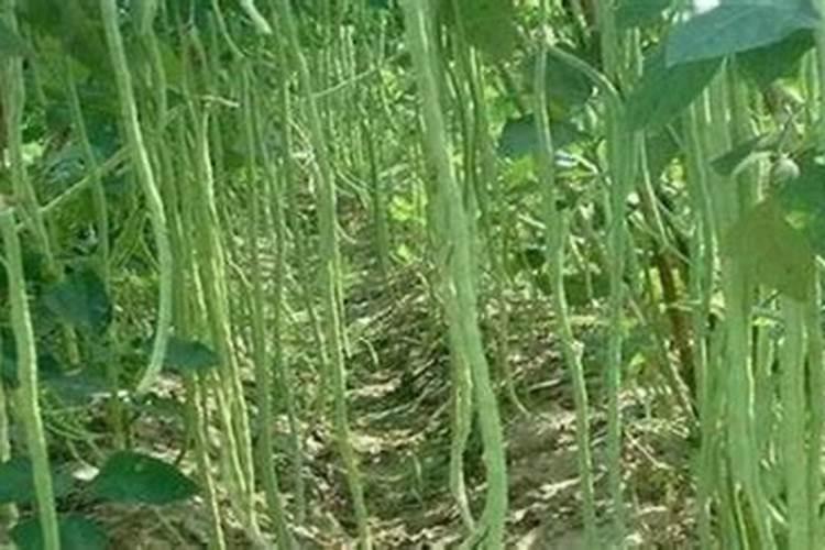 豆角开花期怎样施肥 什么时候施肥产量高