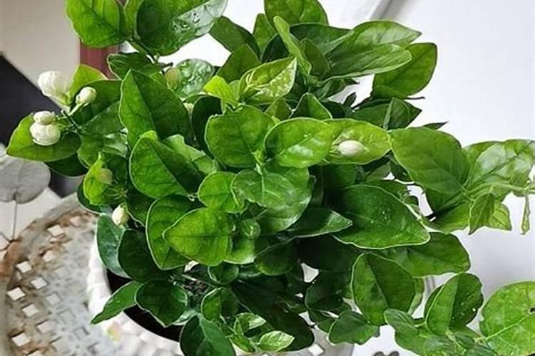 大棚葡萄开花后施什么肥料