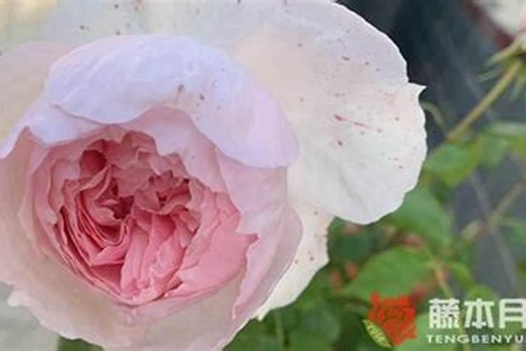 月季春天发芽后管理是什么？