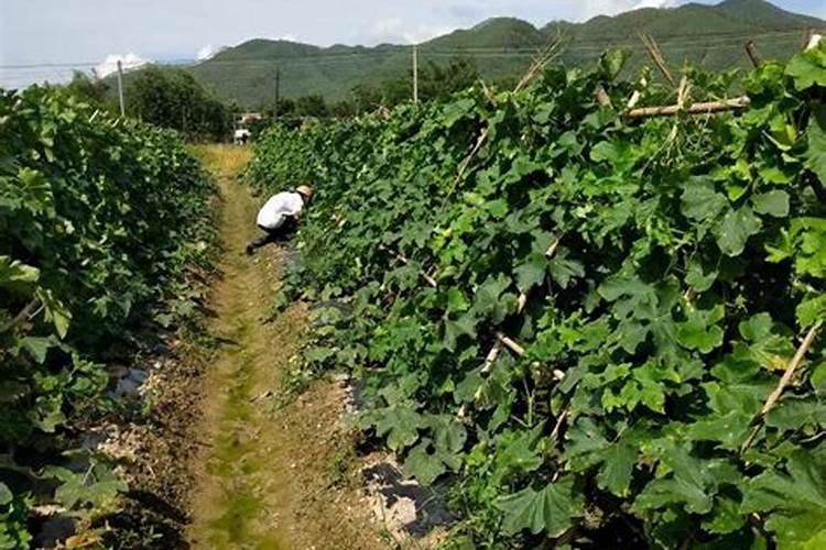香芋进入中期还可以下肥吗？