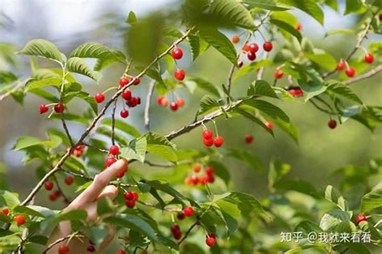 冲施肥什么时间用好
