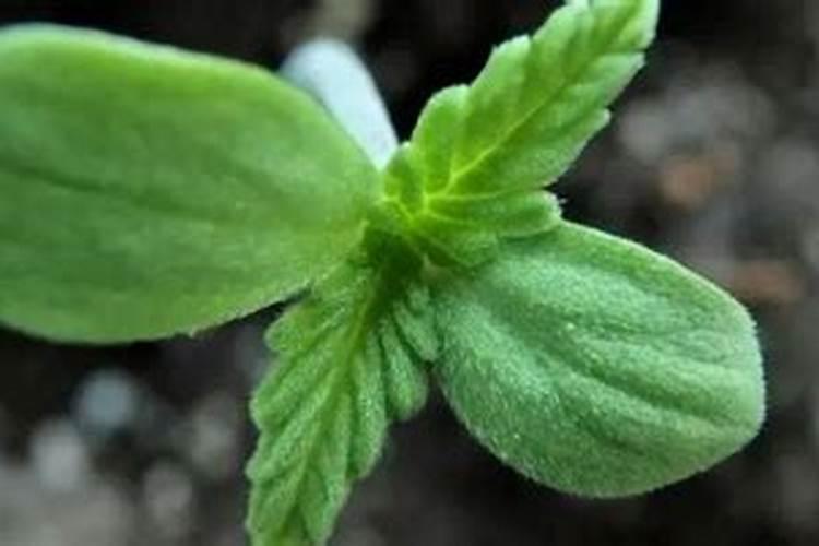小麦打芸苔素好吗