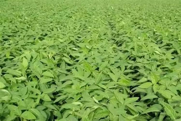 大豆开花期打什么叶面肥好 大豆用什么肥