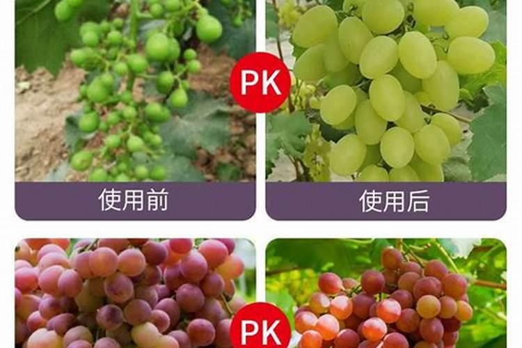 龙眼的水肥管理要点是什么？