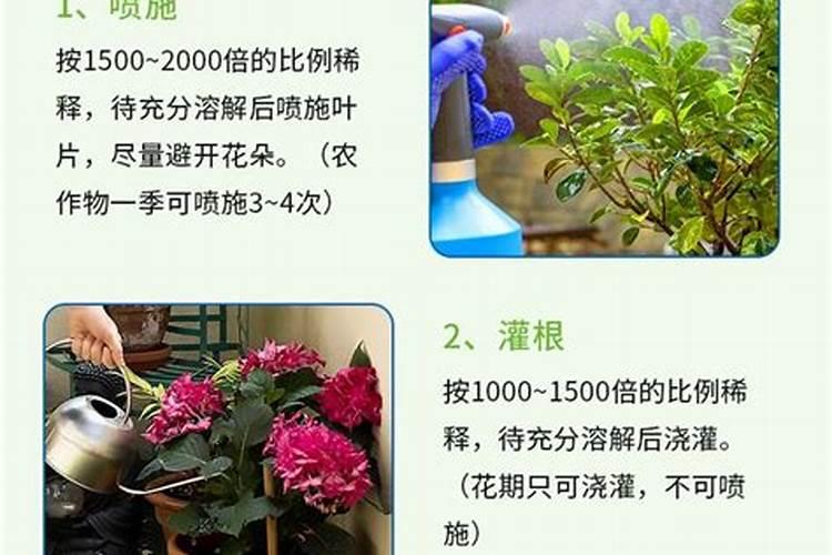 浇花用什么肥料浇最好