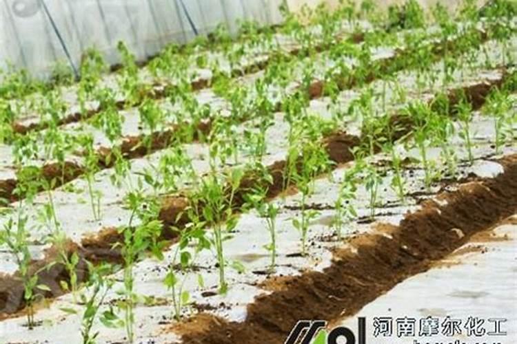 复合肥能泡水浇花吗 复合肥能不能兑水浇花
