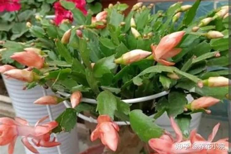 蟹爪兰有花苞怎么养