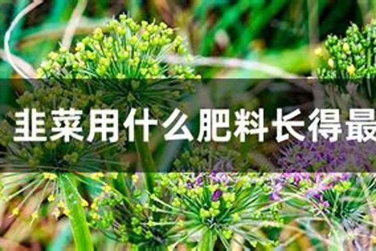 李子烂果是什么病,李子裂果的原因与预防