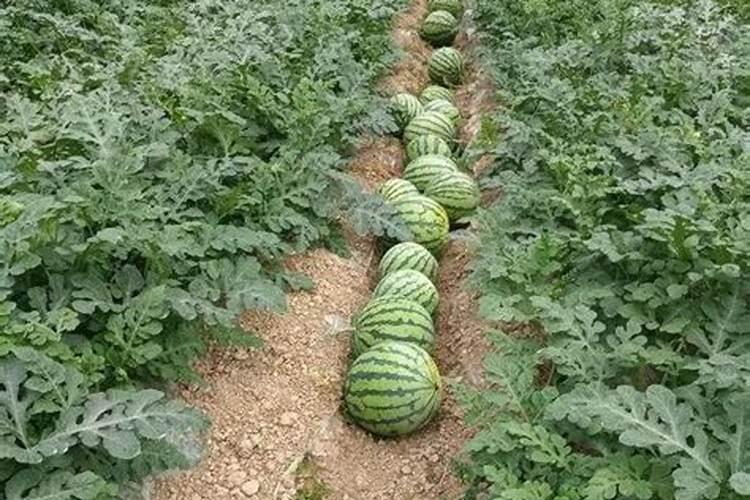 嘉宝果用什么肥料