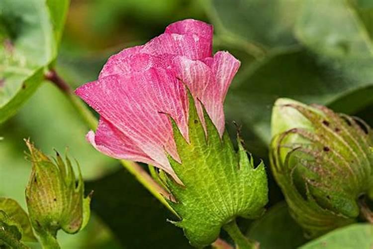 芸苔素使用十大禁忌 要避免