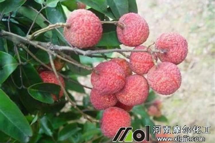 龙眼后期喷什么叶面肥好？