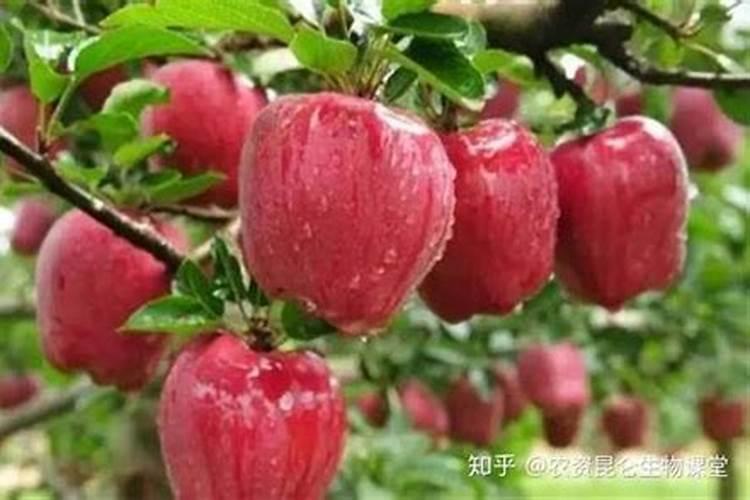 苹果树什么时候打上色药