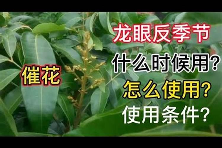 龙眼催花时间和方法
