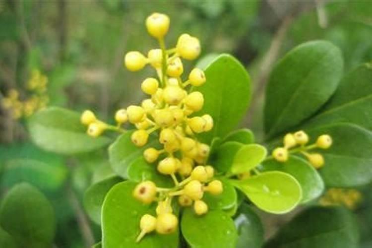 米兰花的开花期施肥