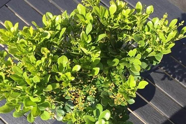 米兰花花期怎么施肥