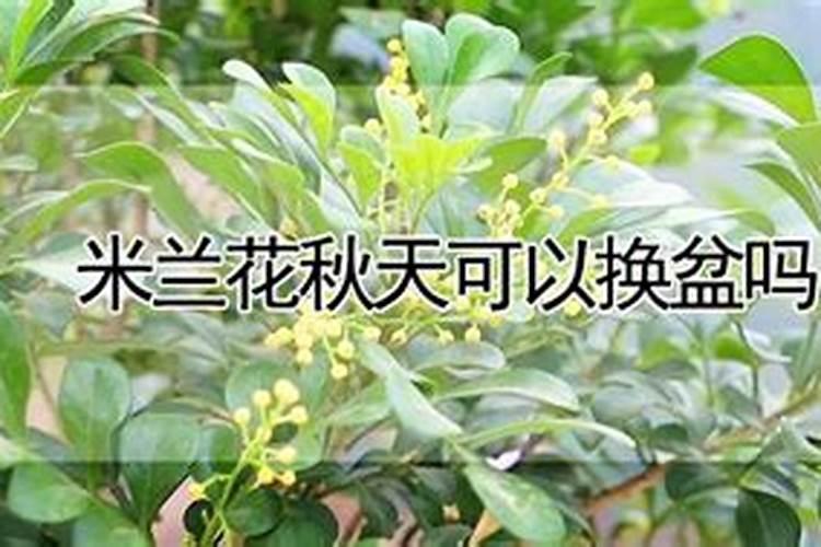 米兰施肥方法和注意事项 米兰如何施肥