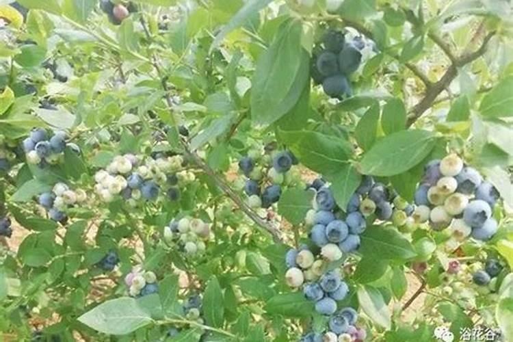蓝莓的施肥时间 蓝莓怎么施肥能高产