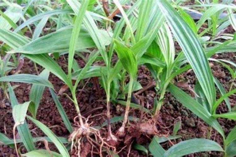 苹果树用什么肥料好