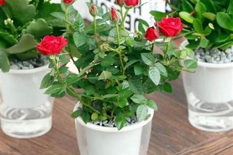 水鲜花怎么养