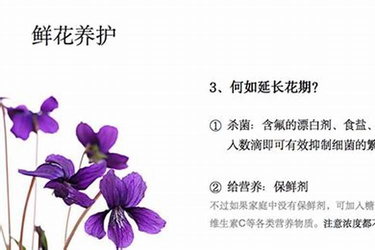 鲜花紫罗兰怎么养