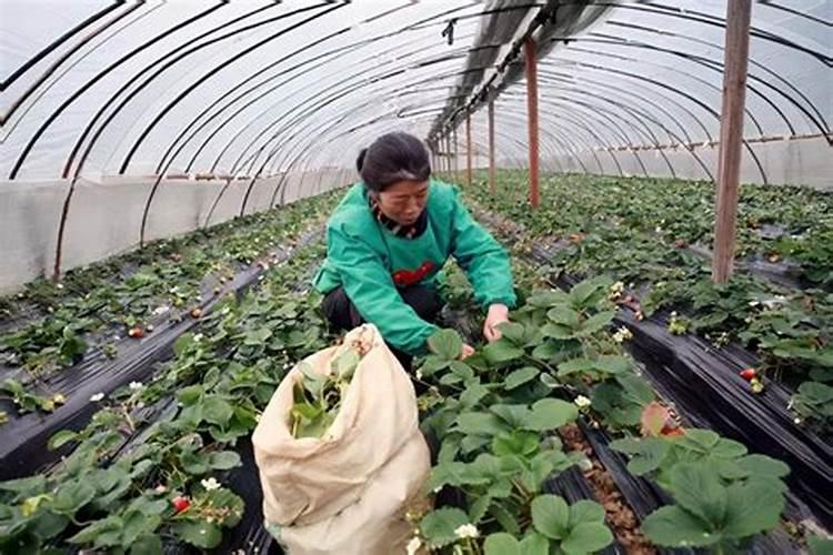 苹果树用什么肥料好