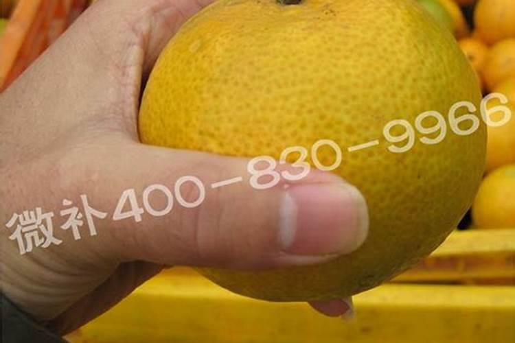 钙对柑橘是很重要的,种植柑橘时怎样补钙最有效果？