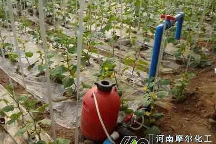 水溶肥使用时注意事项、方法与用量？