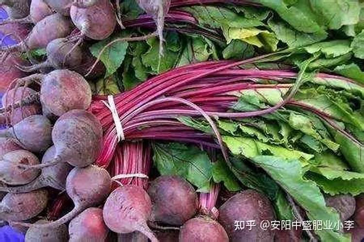 甜菜心腐病的防治方法
