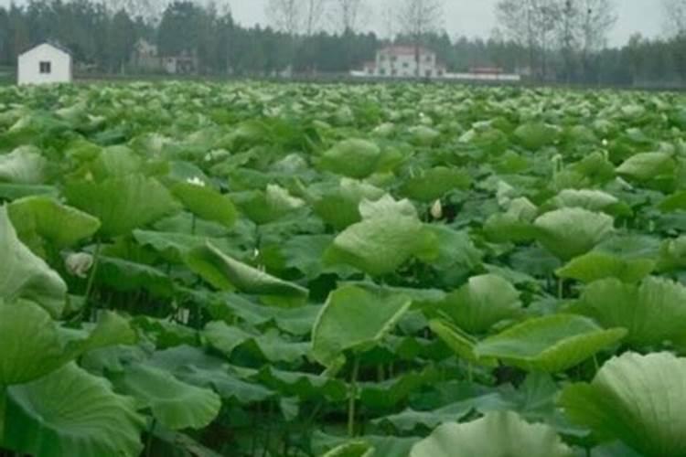 苹果树应该在什么时候施肥？应该如何施肥？