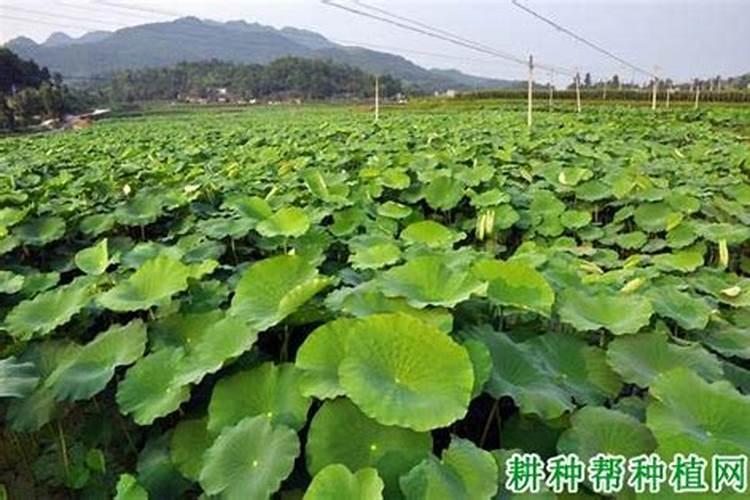 嘉宝果施什么肥催花结果 嘉宝果施什么肥好