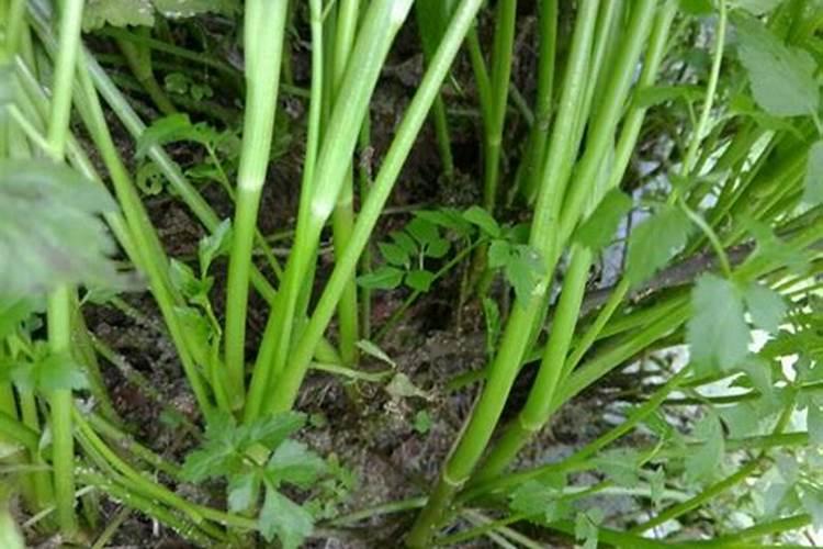 用大棚长水芹菜要挖多深的池