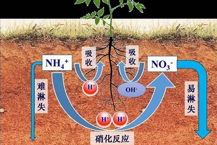 常见的氮肥