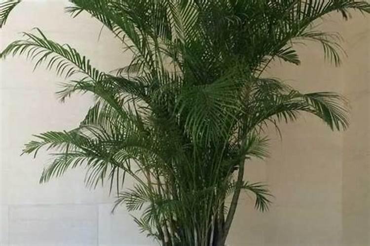 昙花长花蕾的时候可以施肥吗