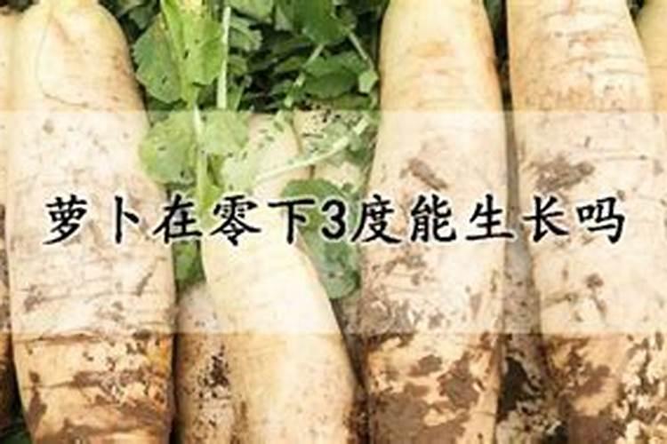 白萝卜的种植方法和时间