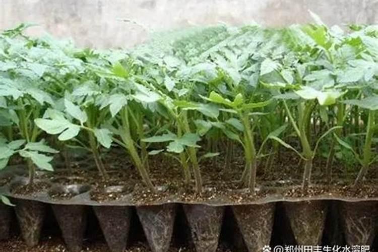 1斤水溶肥兑多少水