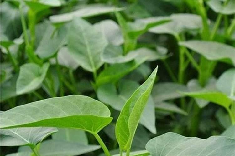 空心菜黄叶用什么肥和药