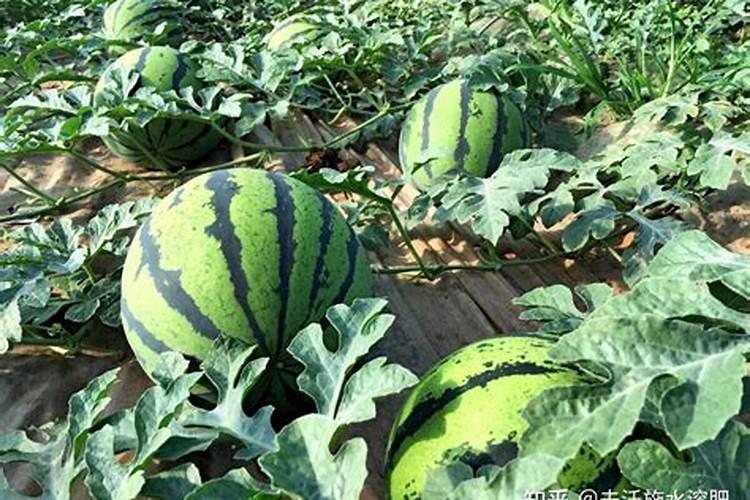 养花氮磷钾口诀,氮磷钾肥怎样施肥效果好