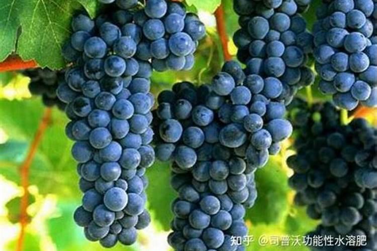 葡萄补钙最佳时间(给葡萄补钙什么钙肥最)