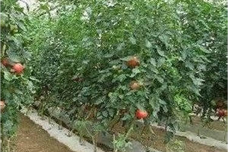 叶面肥磷酸二氢钾使用方法
