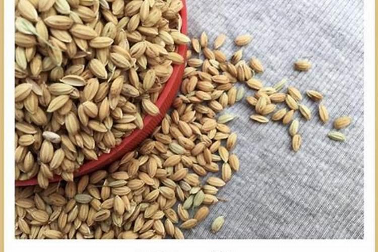 水稻壳能做肥料吗？