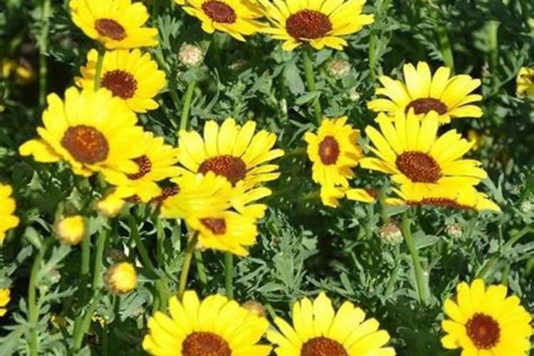 一般的花草植物上什么肥最好 花卉肥料有哪些