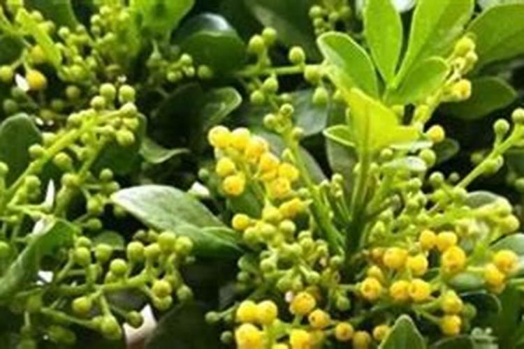 在葡萄开花的这个时期,浇水施硼肥可不可以呢