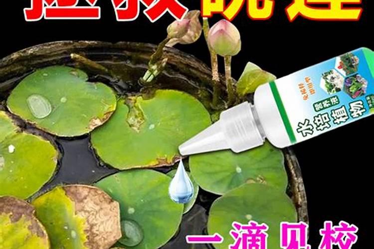 有什么方法可以让荷叶更茂盛？要加什么肥料？