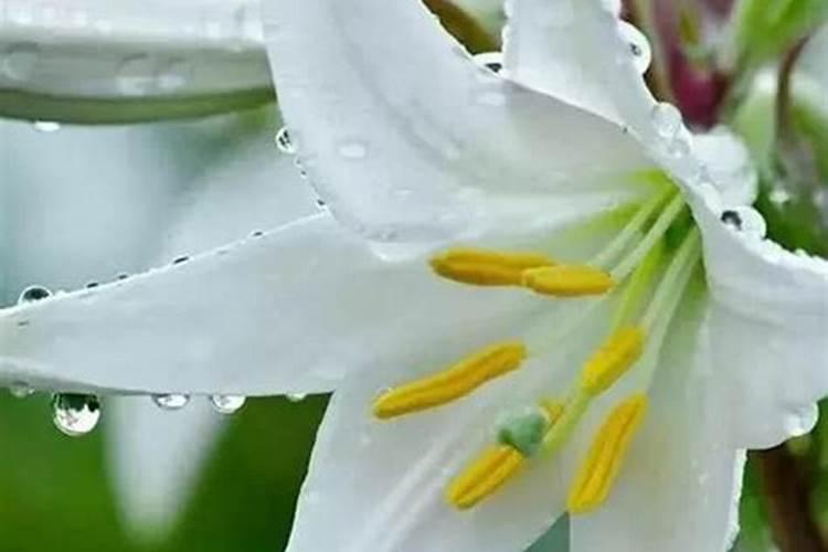 百合长花苞后要施肥吗