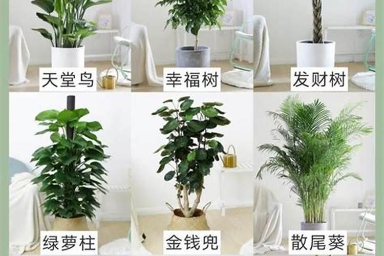家里绿植施什么肥、室内最旺宅的植物