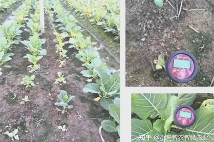夏季莴笋的种植注意什么 莴笋应该怎么进行水肥管理