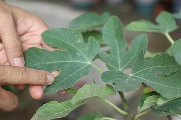 最适宜种植地瓜的时间,是在什么季节？