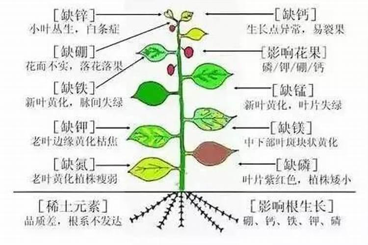 打灭草剂苗后的是晴天打好还是阴天打好？